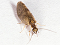 Sympherobius pygmaeus